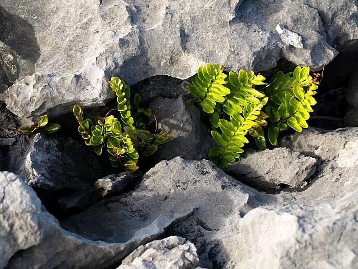 The plants of the Burren